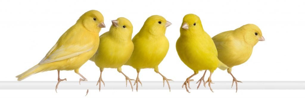 five young domestic canaries sitting on a perch