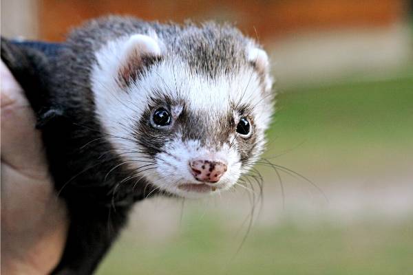 ferret being held