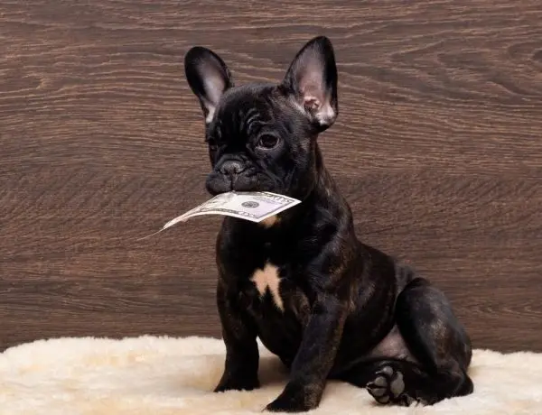 frenchie puppy holding money