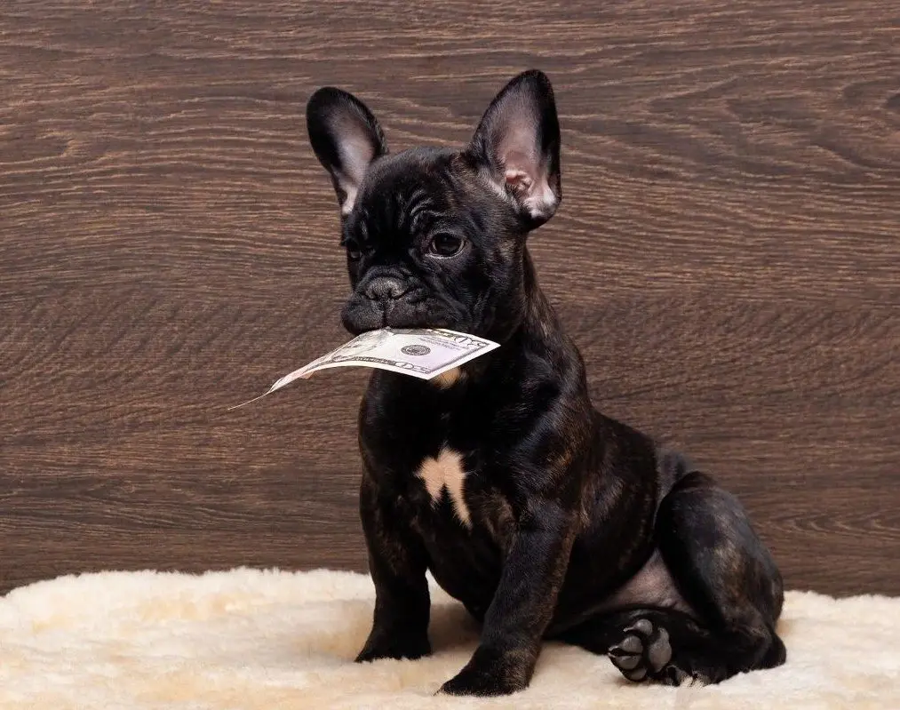 frenchie puppy holding money