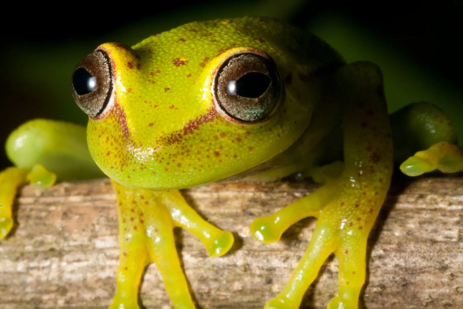 16 Amphibians People Keep as Pets (With Pictures!) EtcPets