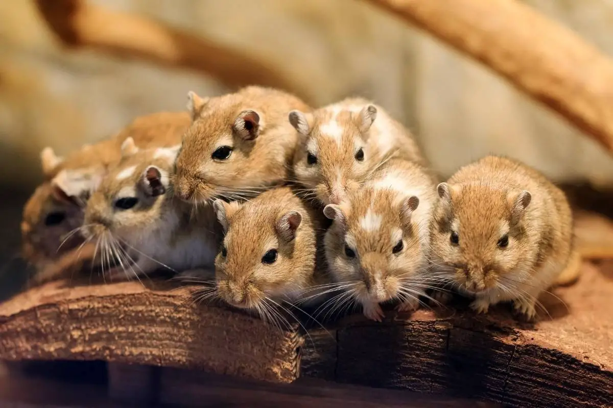 Should I Get a Hamster or a Gerbil? What is the Difference? EtcPets