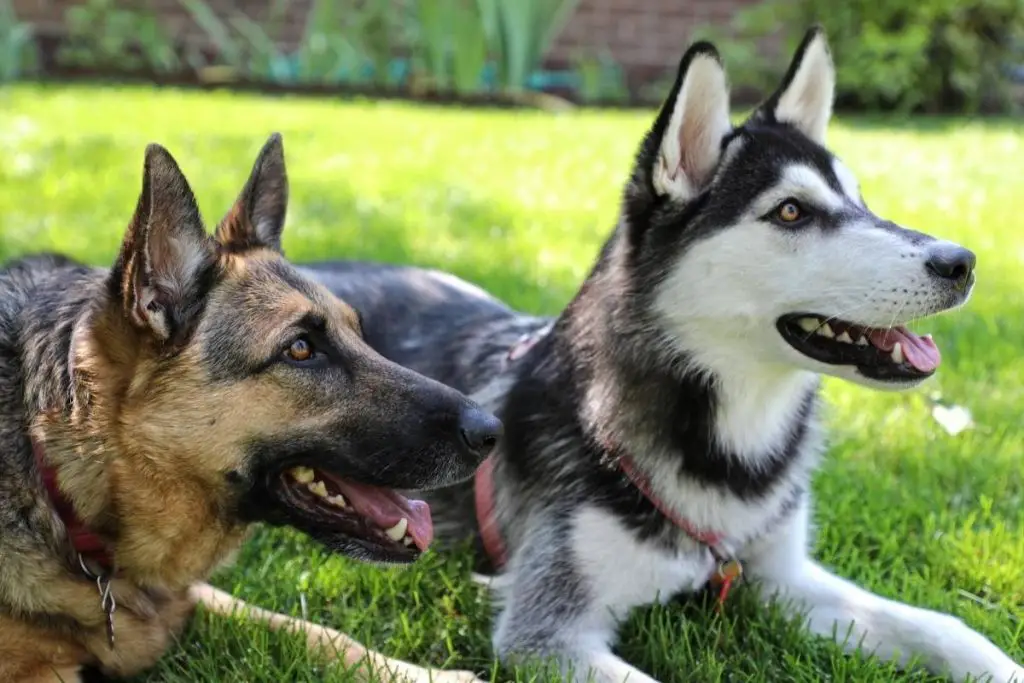 german shepherd and siberian husky lying in grass