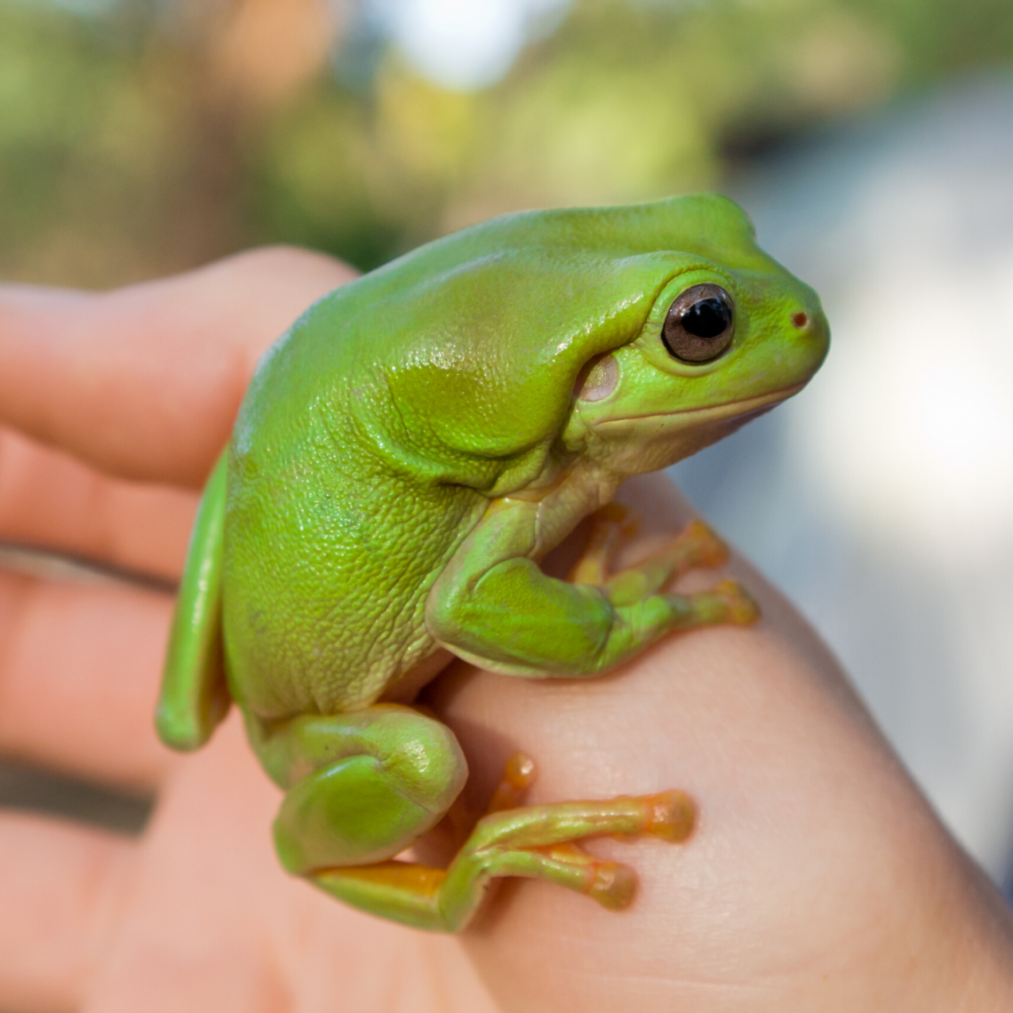 16 Amphibians People Keep as Pets (With Pictures!) | EtcPets