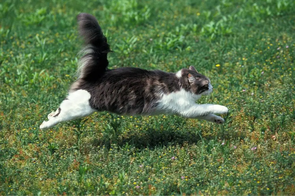 grey and white cat running outside