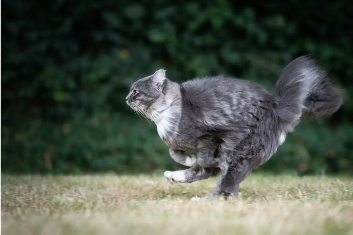 grey tabby cat running