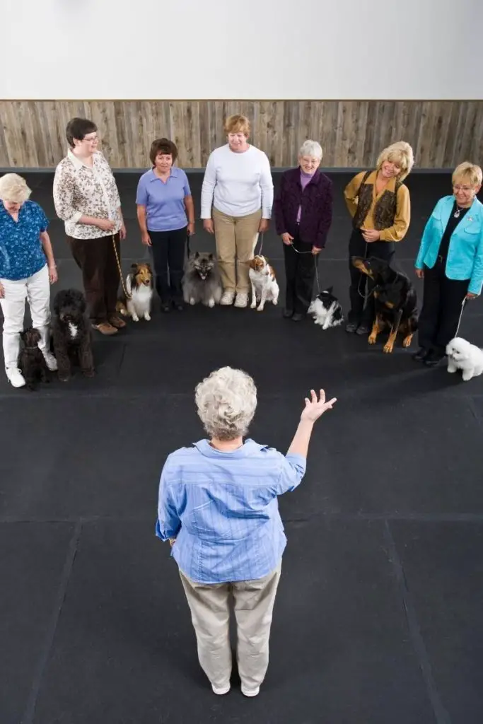 group dog training class with instructor