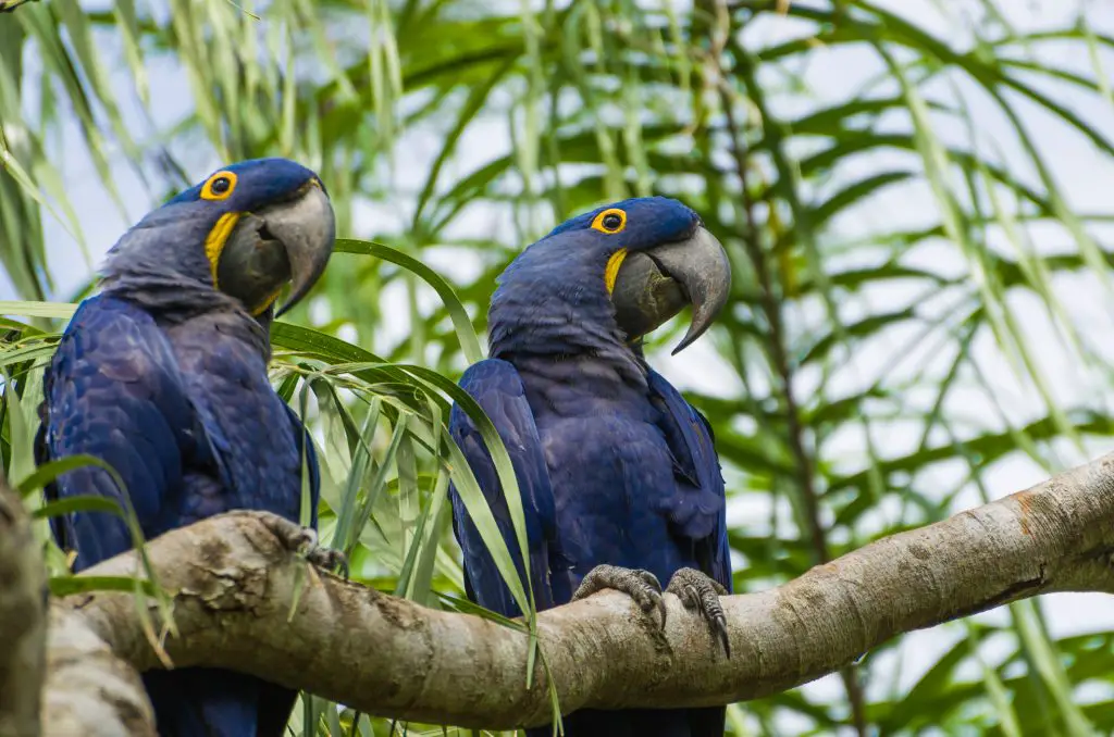 two adult hyacinth macaws sitting in a tree