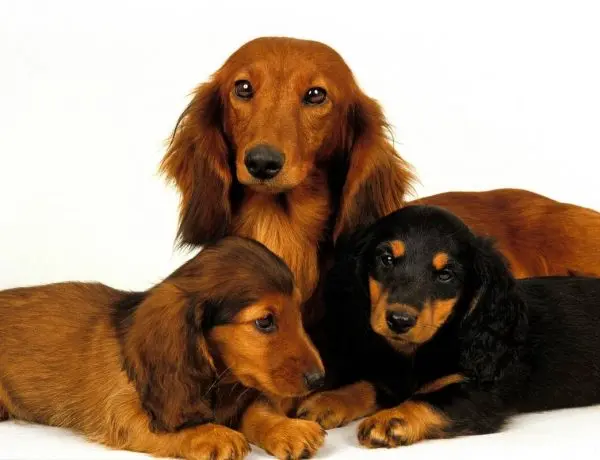 longhaired dachshund and two puppies