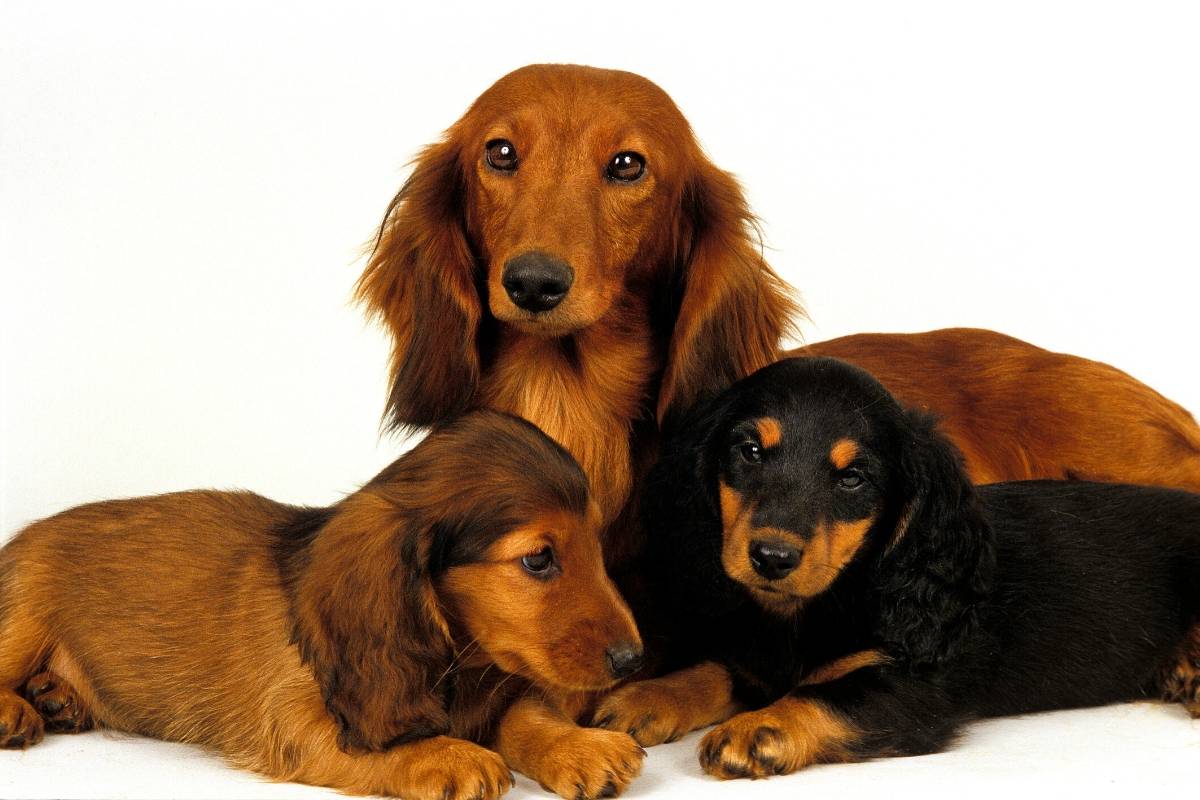 The Dachshund Breed Info, Personality, and Traits EtcPets