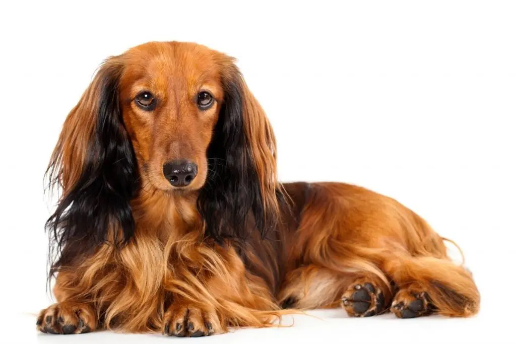 longhaired dachshund on white background