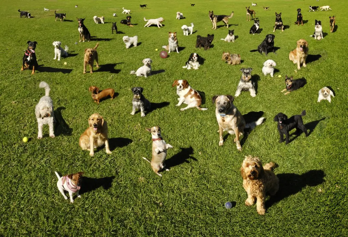 many-dogs-at-a-park
