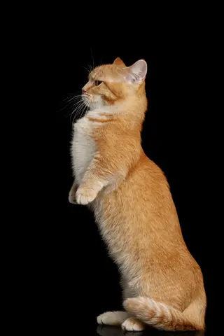 Orange Munchkin cat sitting up