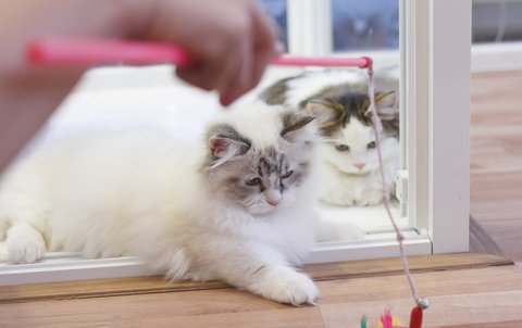 White and grey Munchkin cats playing with toy