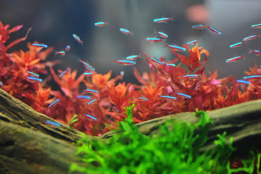 a school of neon tetra in an aquarium, getting ready to eat