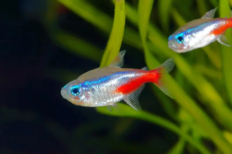 two neon tetras in a fish tank