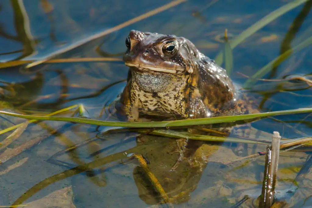a close-up of a North American Toad sitting in a pond