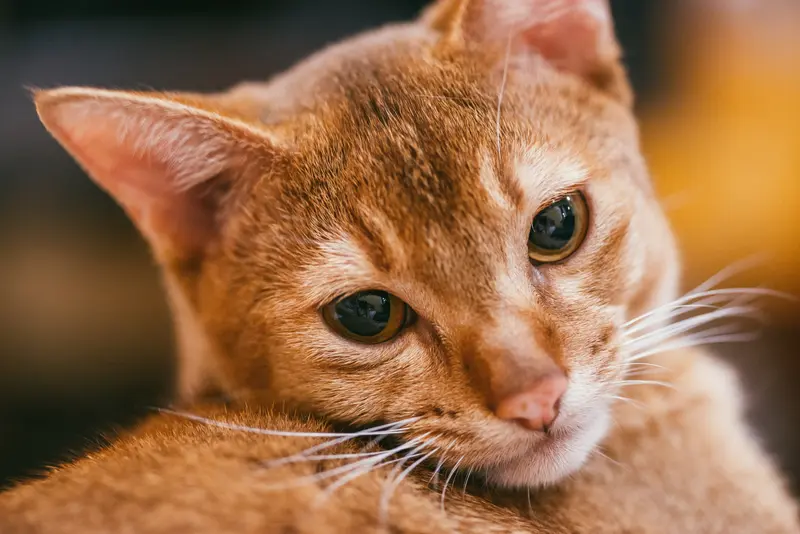 an orange Abyssinian cat breed.  