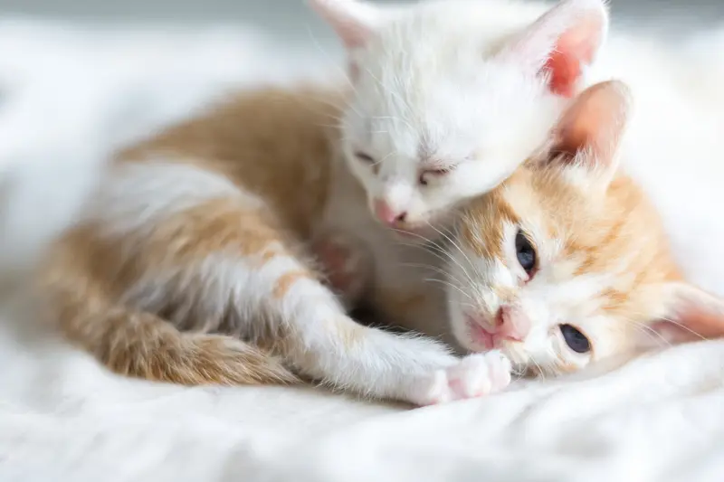 tiny orange kittens