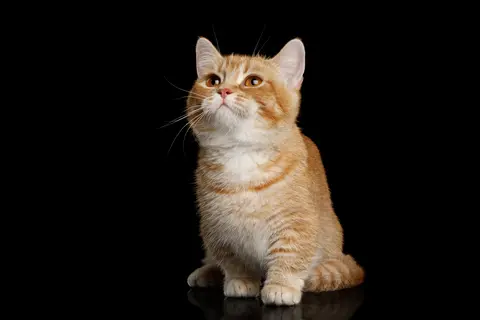 Orange Munchkin cat on black background
