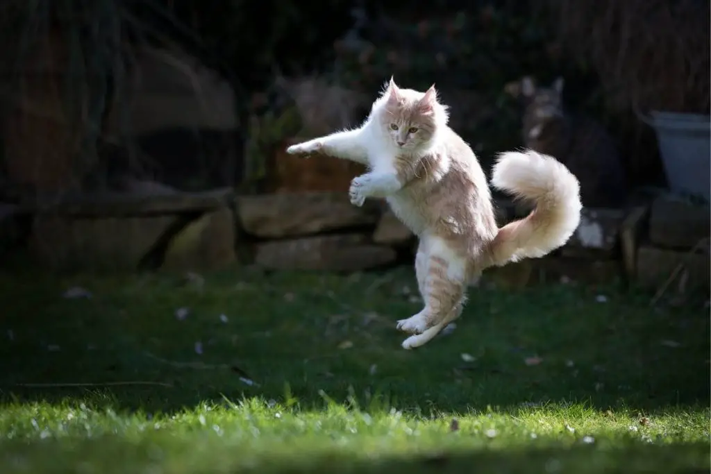 orange and white cat jumping