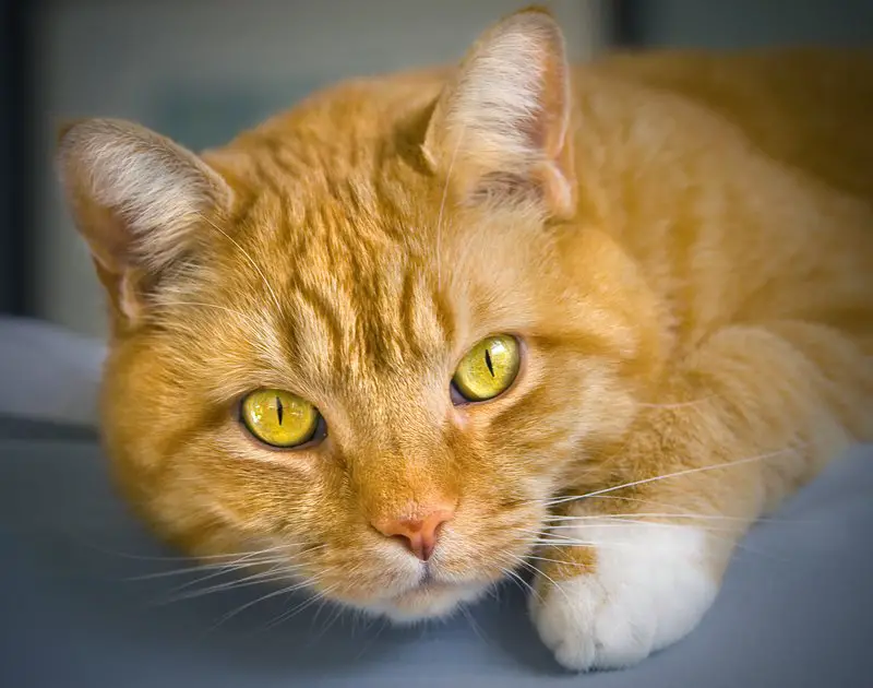 An example of an orange cat, showing that all orange cats are tabbies