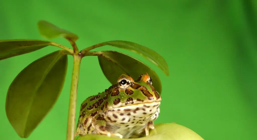 close-up of a Pacman frog sitting on fruit with a green background