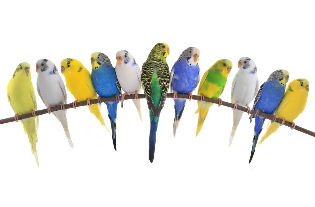 a large group of different colored parakeets sitting together on a perch