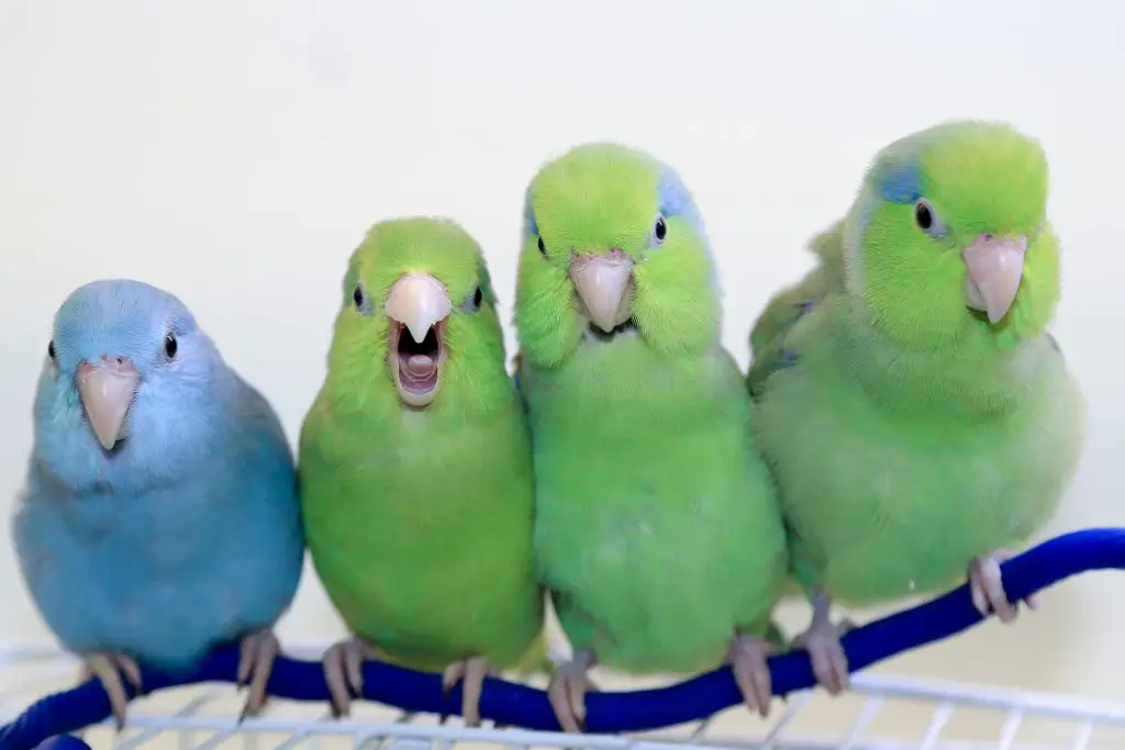 four domesticated parrotlets sitting on a perch