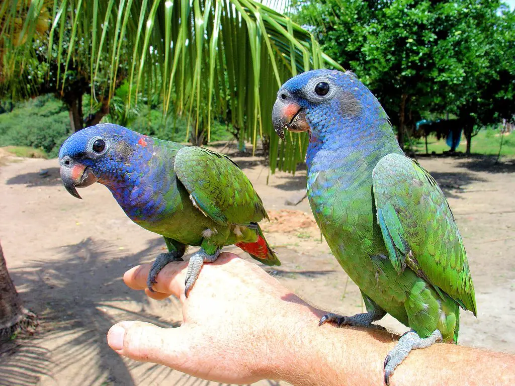 two pionus parrots perched on their owners arm