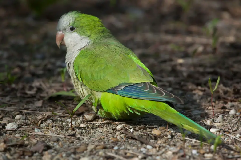 a shy quaker parrot sitting on the ground