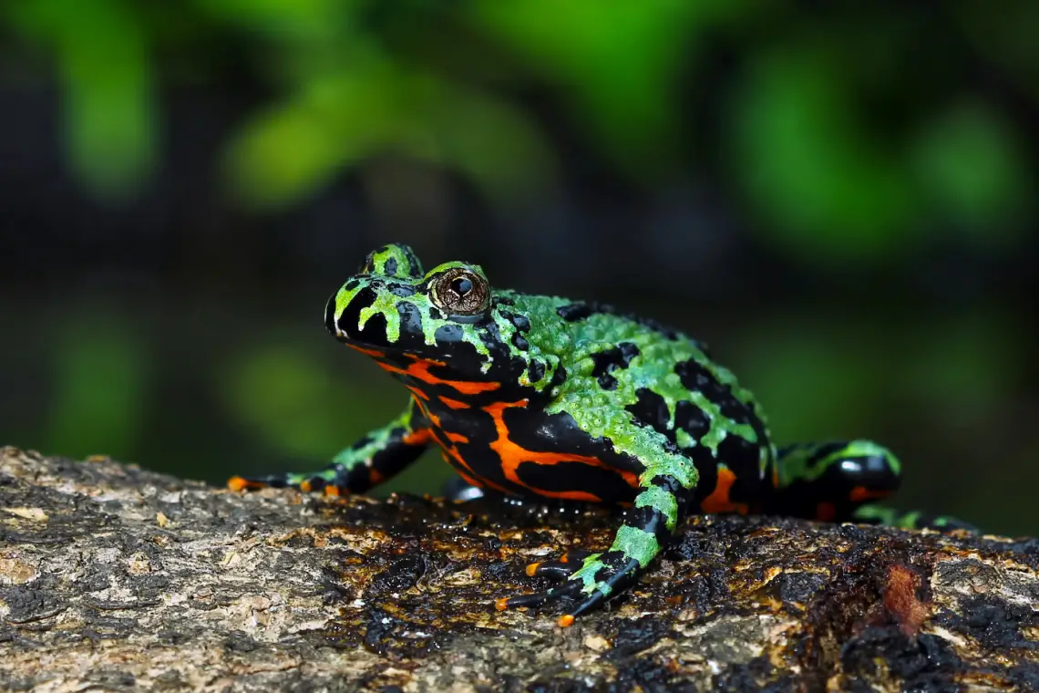 16 Amphibians People Keep as Pets (With Pictures!) | EtcPets