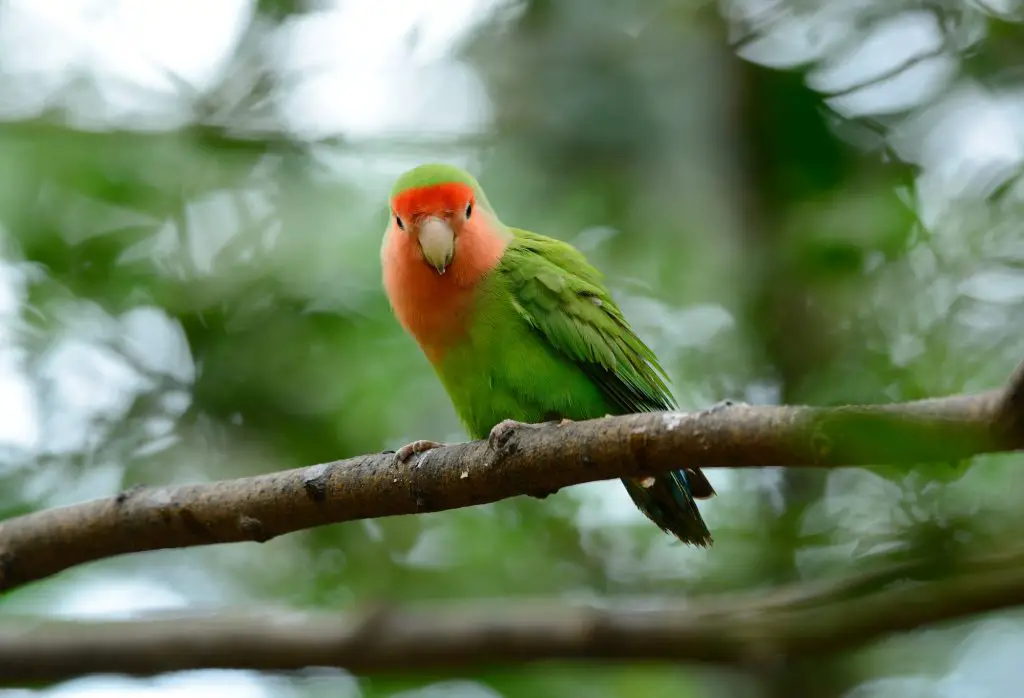 a rosy-faced lovebird sitting on a tree limb