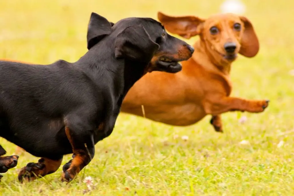 two smooth dachshunds running