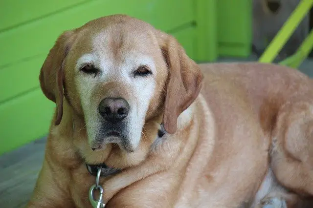 senior-yellow-lab-lying-down