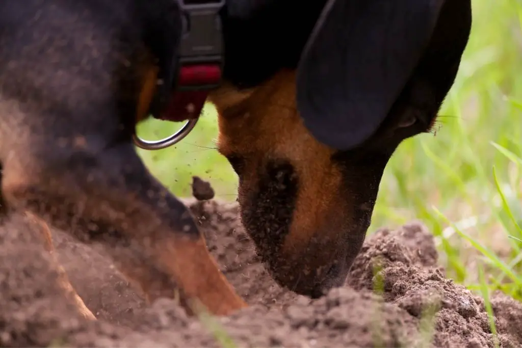 black and tan digging smooth dachshund