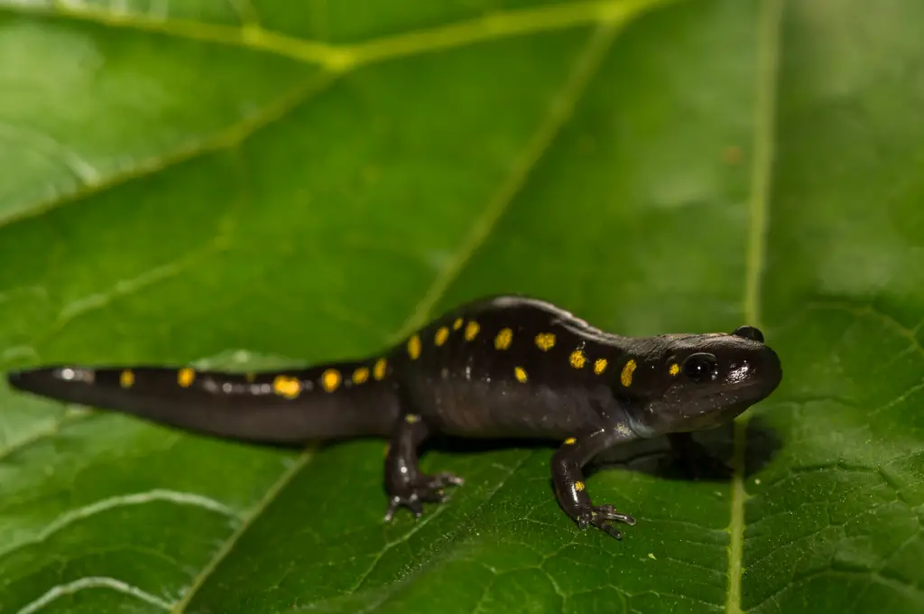a Spotted Salamander with yellow spots sitting on a giant leaf