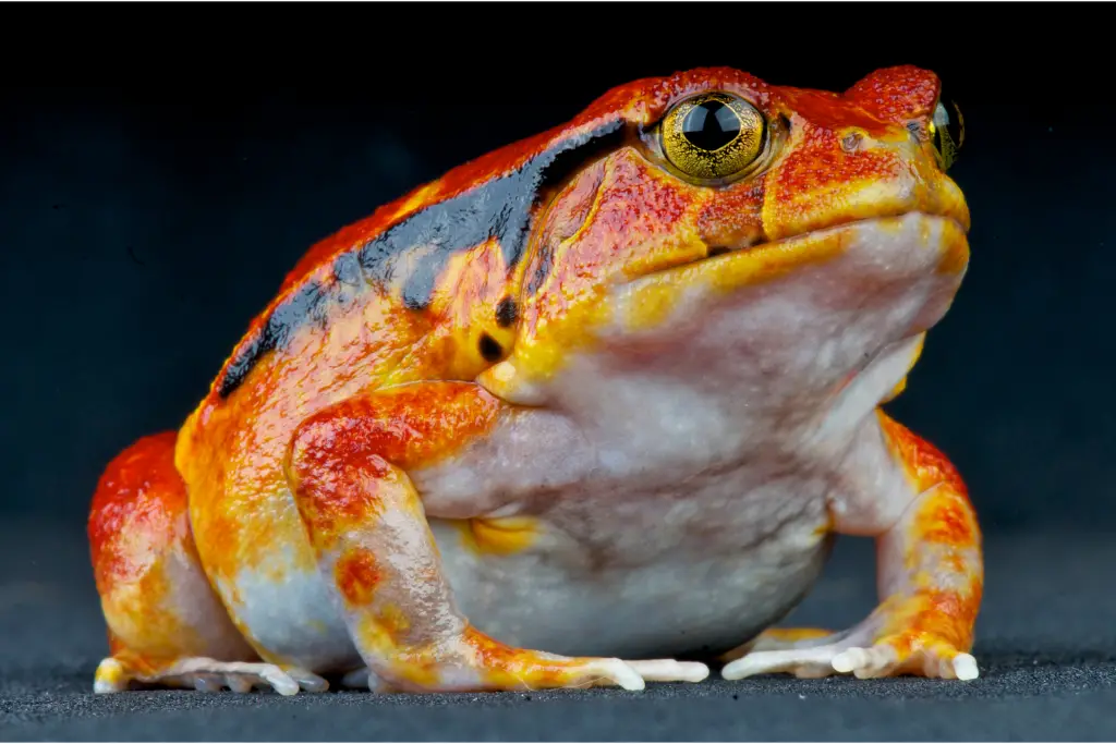 close up of a Tomato Frog