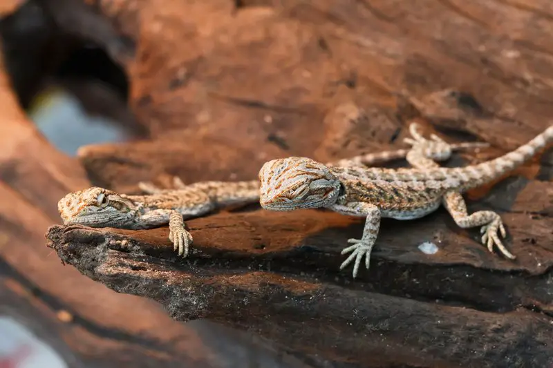 two baby bearded dragons ready to be adopted