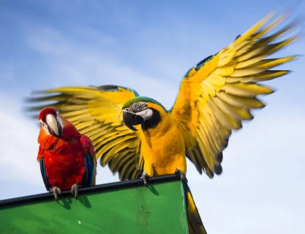 two domestic parrots kept as pets sitting on top of their cage