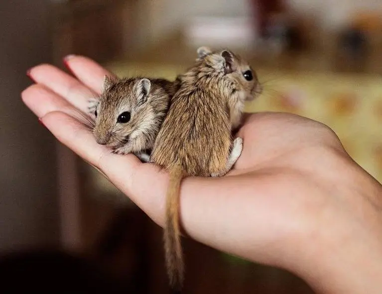 two gerbils in a person's hand