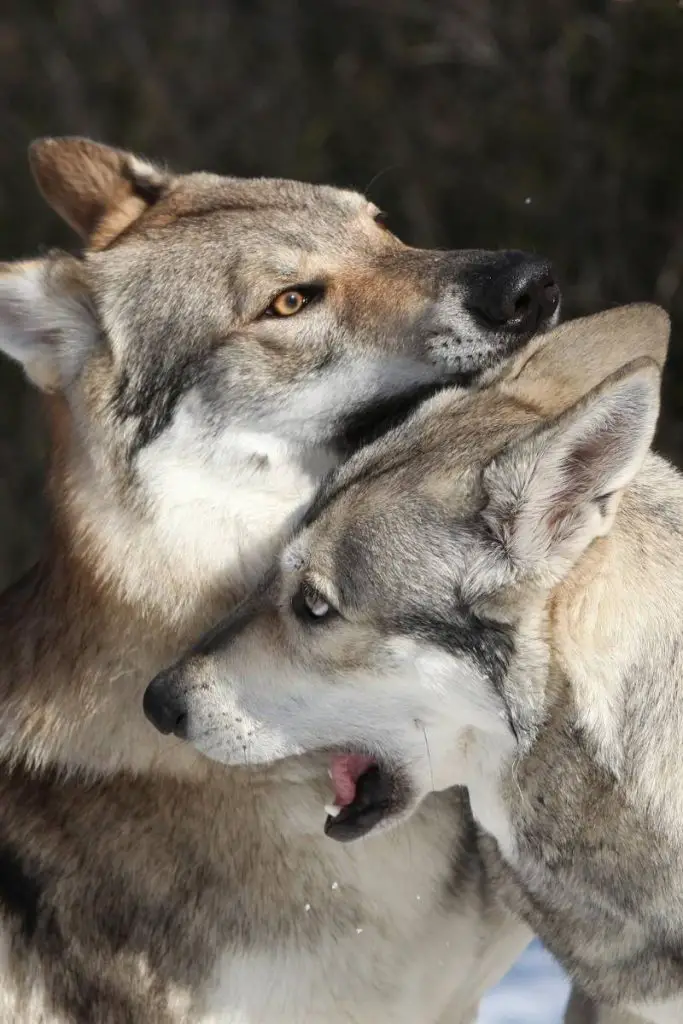 two wolfdogs playing
