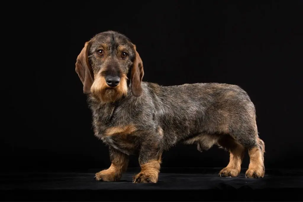 wirehaired dachshund on black background