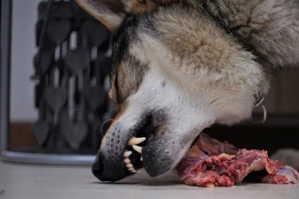wolfdog eating raw meat