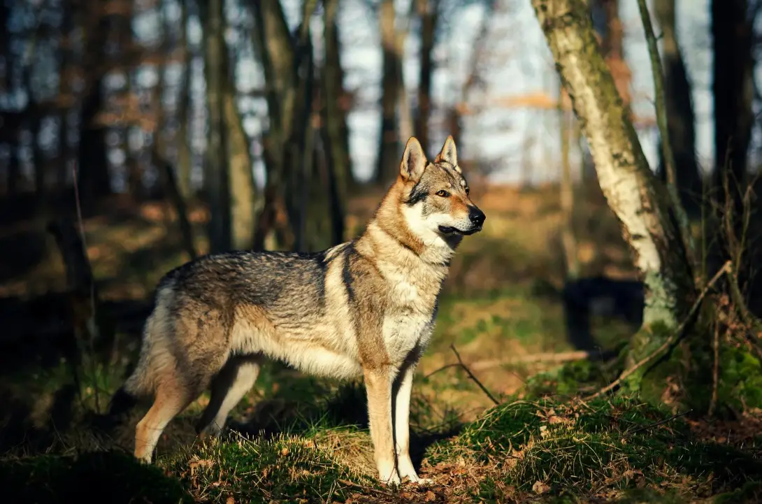 wolfdog in front of trees