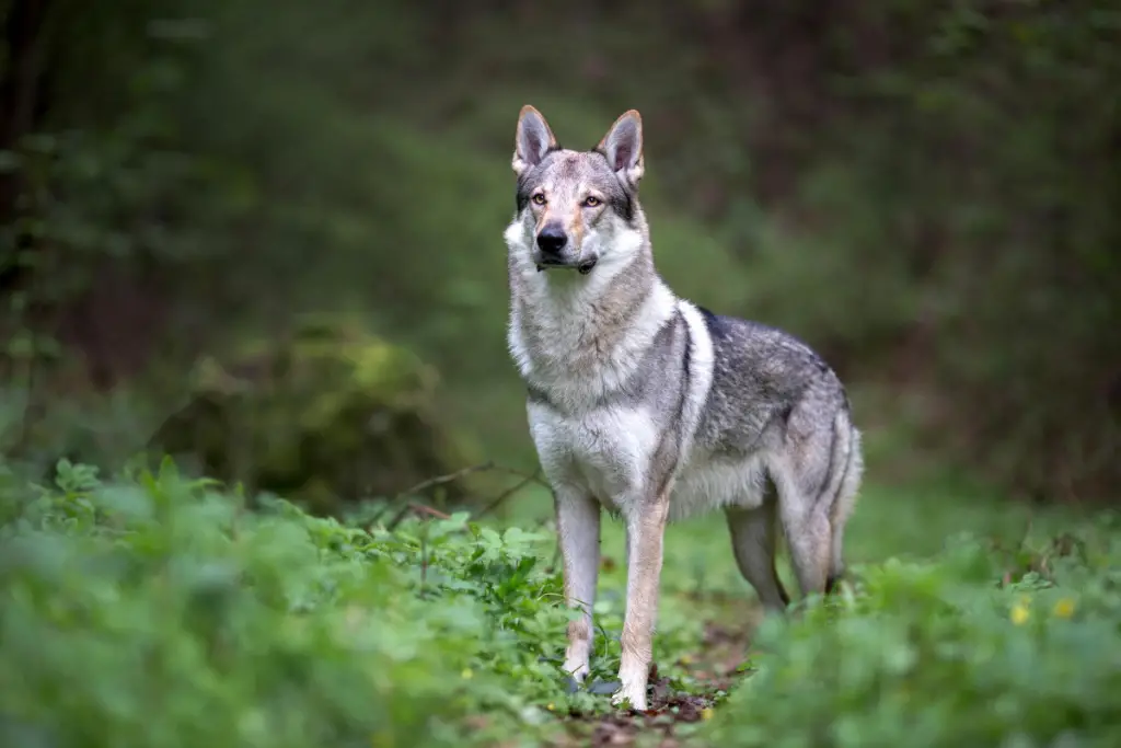 wolfdog standing alone