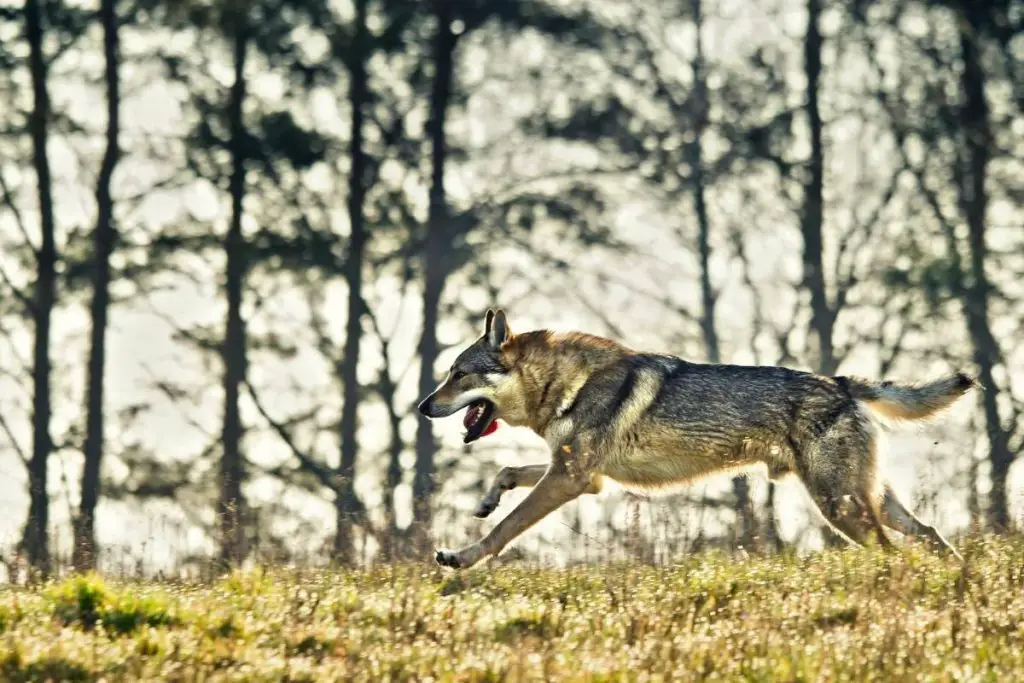 wolfdog running in the trees