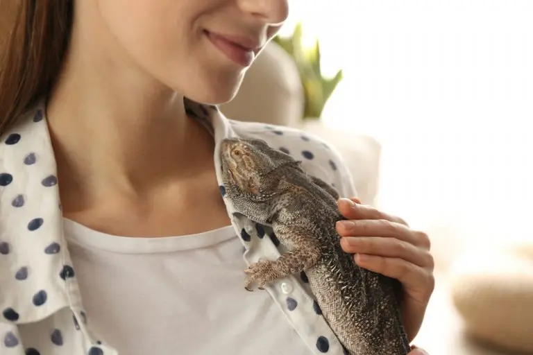 A Complete Guide to Raising a Bearded Dragon EtcPets