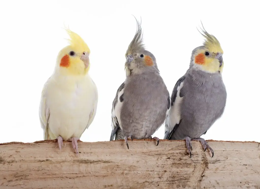 three young cockatiels sitting on their perch