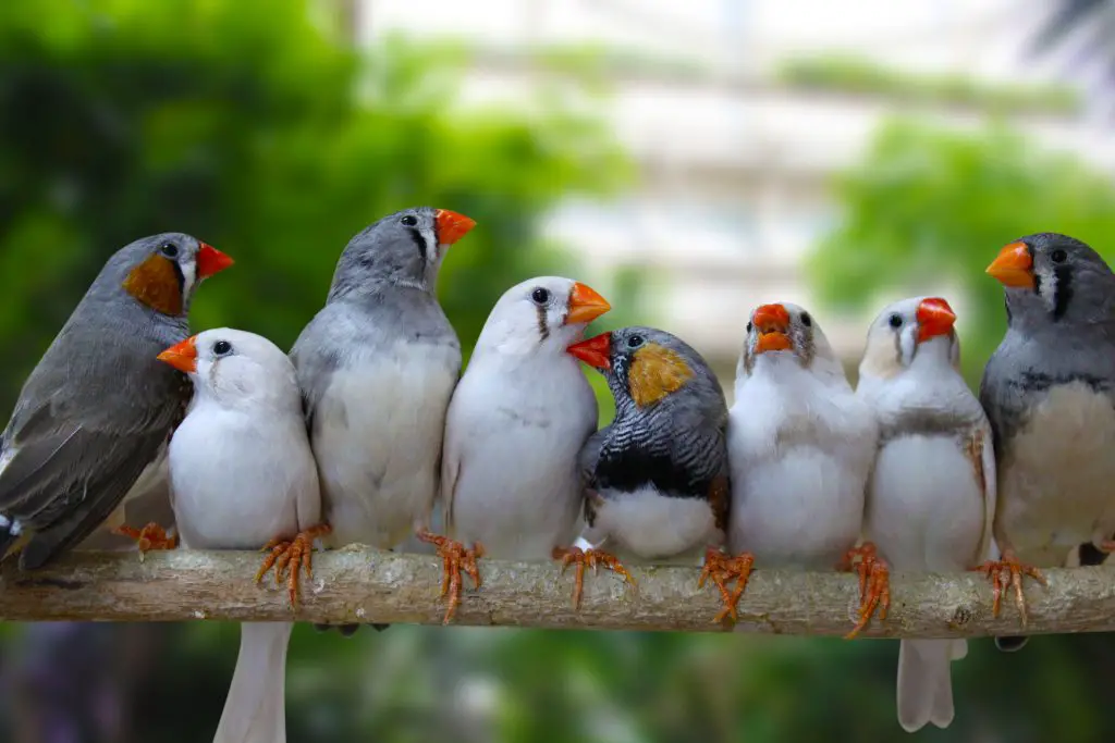 a group of zebra finches sitting on a perch